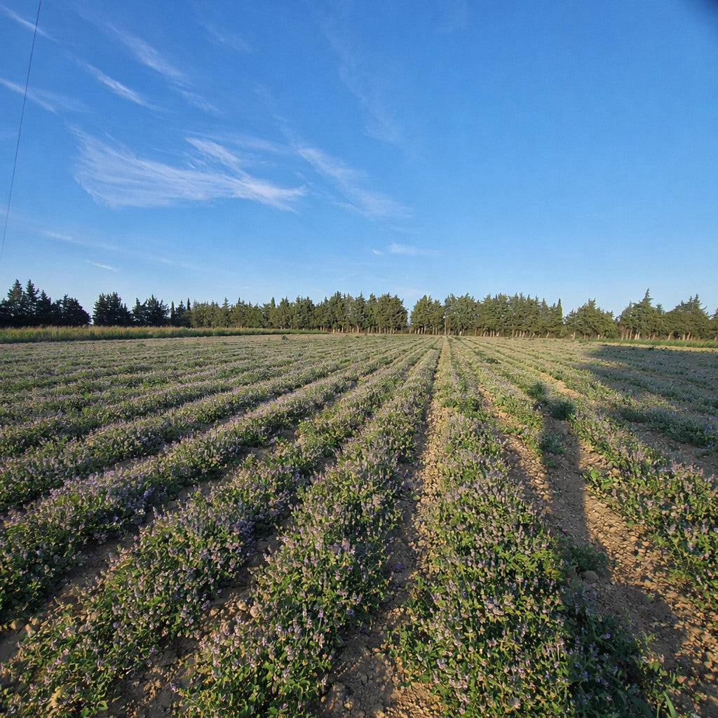 Thymianfeld in der Provence, vorne rechts der Schatten einer Person